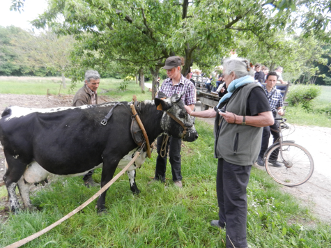 Nicole Bochet en présence d'une vache Vosgienne à l'Écomusée d'Alsace en 2015. Photo Cozette Griffin-Kremer.